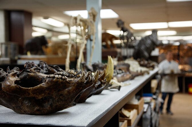La Brea Tar Pits and Museum Admission Ticket with Excavator Tour - Fossil Lab, Observation Pit, and Project 23 on the Excavator Tour