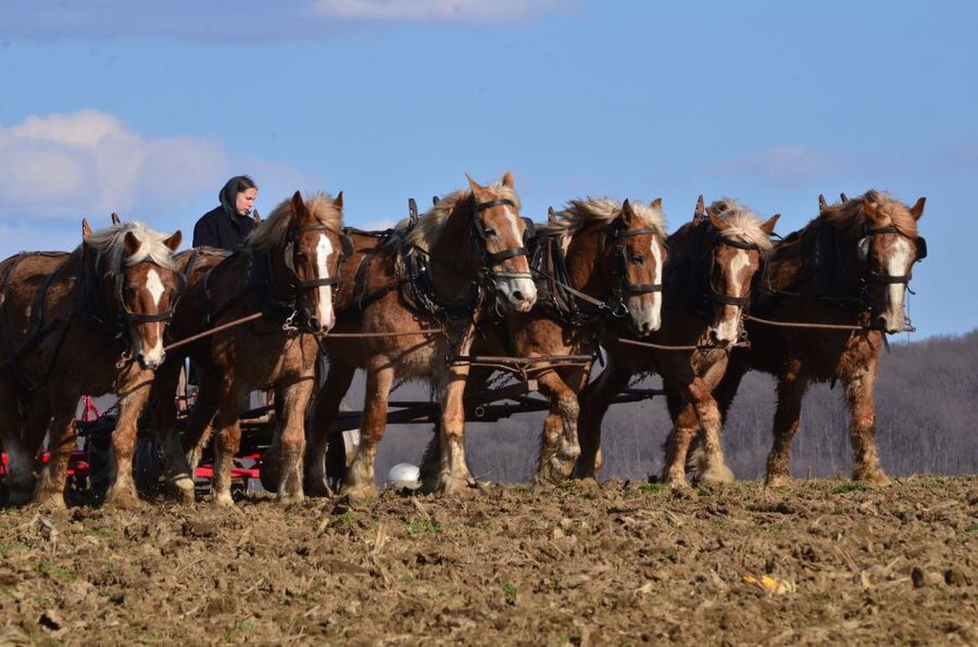 Lancaster County: Amish Farmlands, Museum Tour, Farm Visit - The 15-Acre Farm Visit: Self-Guided Time That Helps You Breathe