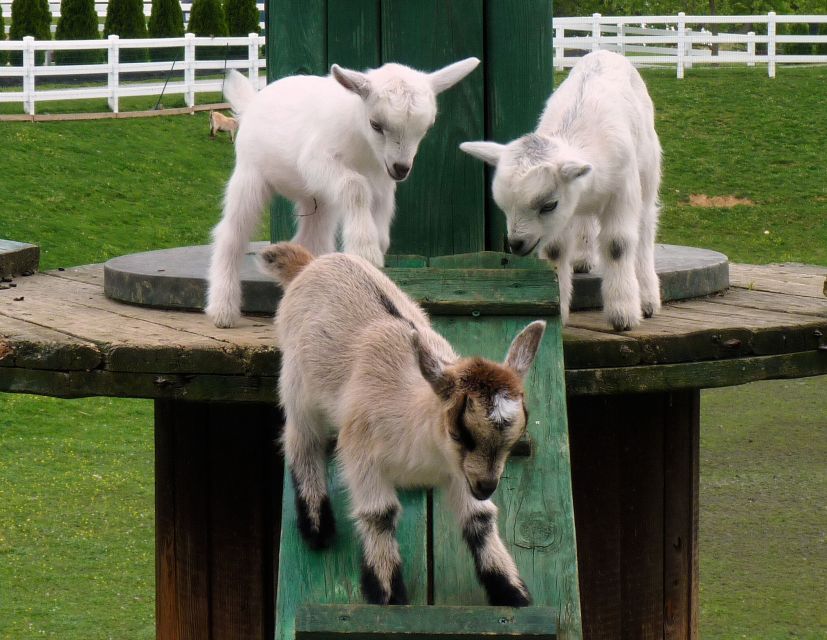 Lancaster County: Amish Farmlands, Museum Tour, Farm Visit - Scooter Run and BBQ Barn Food: The Fun Side of the Farm