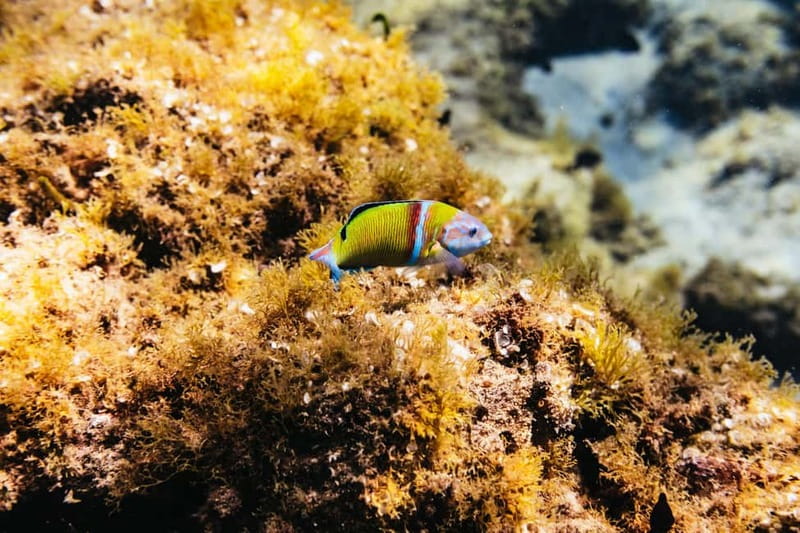 Lanzarote: Scuba Dive at Museo Atlántico for Beginners - Price and value: what $194 buys you in real terms