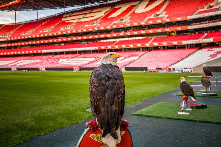 Lisbon: Luz Stadium Tour & SL Benfica Museum Ticket w/Scarf - Timing and planning: make it a clean half-day or full-day win