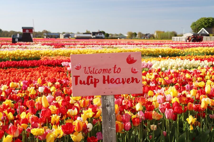 Lisse: Tulip Experience Ticket with Tulip Garden and Museum - Price and value: why about $14 feels fair for what you get