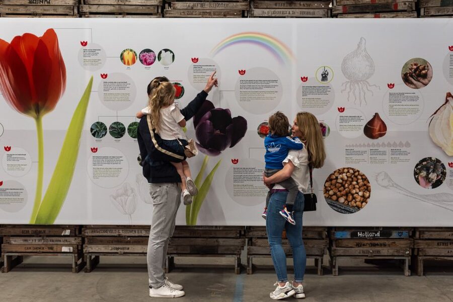 Lisse: Tulip Experience Ticket with Tulip Garden and Museum - Tulip Experience Amsterdam: a smart alternative to Keukenhof traffic