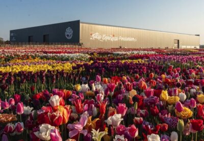 Lisse: Tulip Experience Ticket with Tulip Garden and Museum - Where it is, and the easiest ways to get there