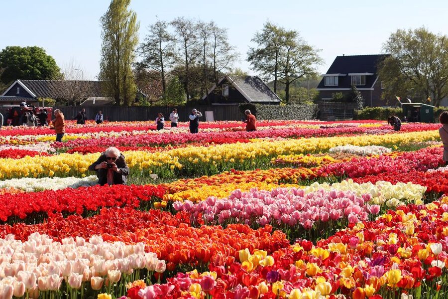 Lisse: Tulip Experience Ticket with Tulip Garden and Museum - The tulip museum: how the flower story connects to real farming