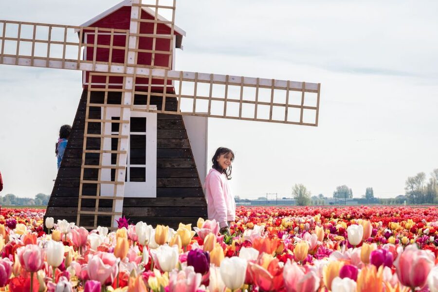 Lisse: Tulip Experience Ticket with Tulip Garden and Museum - Indoor tulip picking: the included take-home bunch