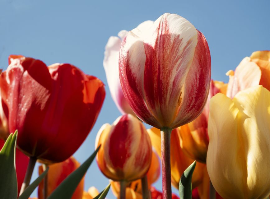 Lisse: Tulip Experience Ticket with Tulip Garden and Museum - Art exhibitions, cinema, and the coffee-corner break