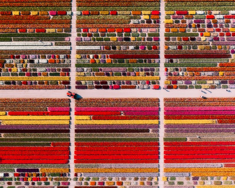 Lisse: Tulip Experience Ticket with Tulip Garden and Museum - Timing tips: plan around peak-hour crowding