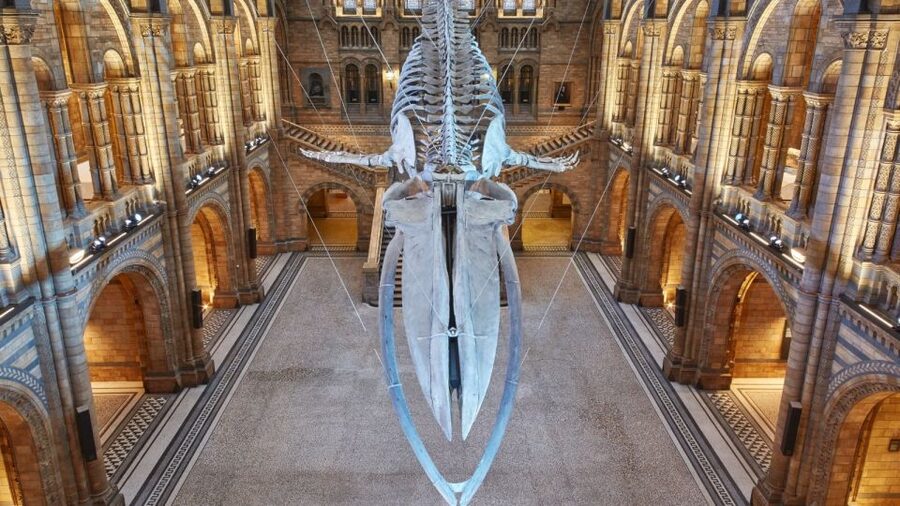London: Natural History Museum Guided Tour - Key things you’ll notice