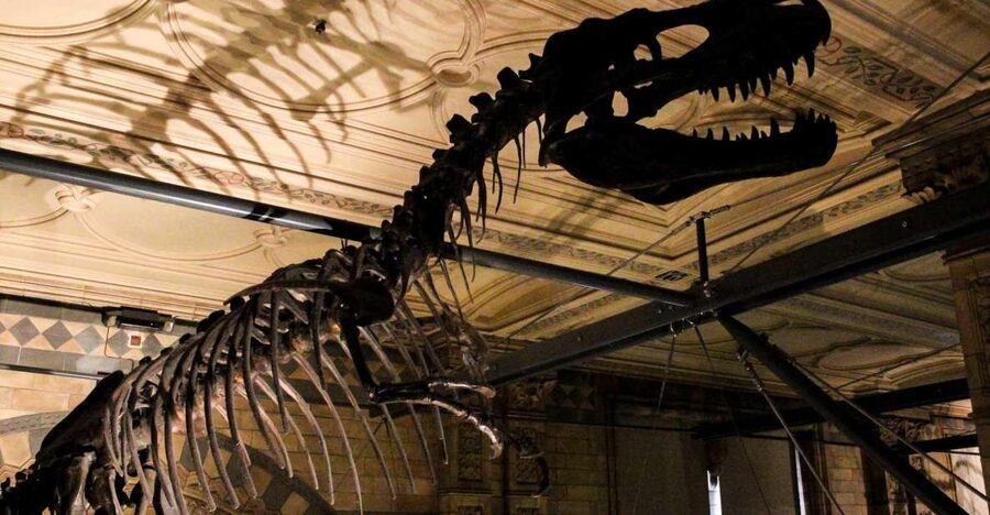 London: Natural History Museum Guided Tour - Entering the Natural History Museum: how a 2.5-hour route helps