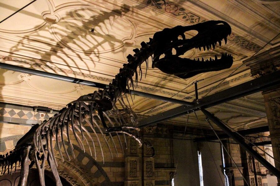 London: Natural History Museum Guided Tour - Pompeii casts and the strange science of human remains