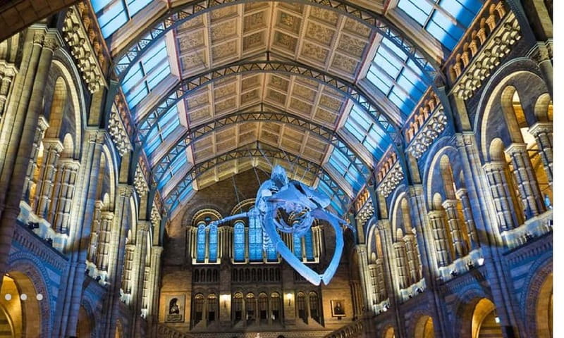 London: Natural History Museum Guided Tour w/ Priority Entry - Entering the Natural History Museum: value, pace, and why priority helps