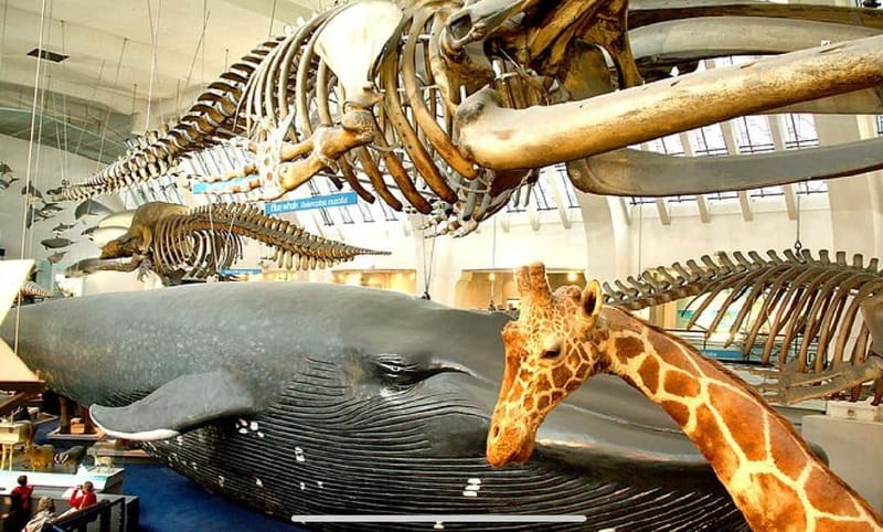 London: Natural History Museum Guided Tour w/ Priority Entry - Dinosaurs and early humans: a guided path through the loudest wow-factor rooms