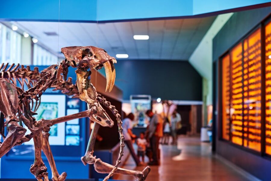 Los Angeles: La Brea Tar Pits Museum Ticket - Key highlights worth planning around