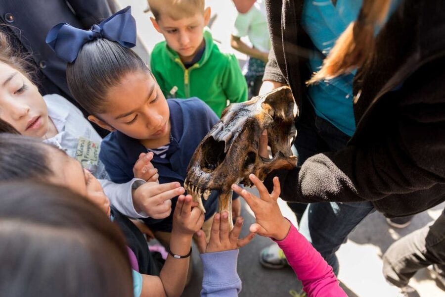 Los Angeles: La Brea Tar Pits Museum Ticket - Ice Age Encounters and the 3D film: add-ons if you want extra media time