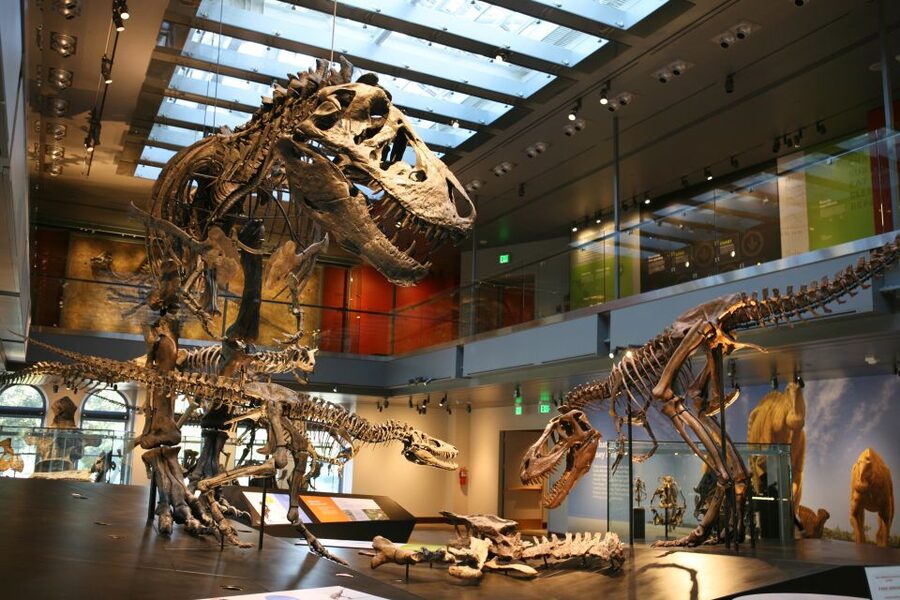 Los Angeles: Natural History Museum of LA Entry Ticket - Dinosaur Hall: real fossils, complete dinosaurs, and the T. rex growth series