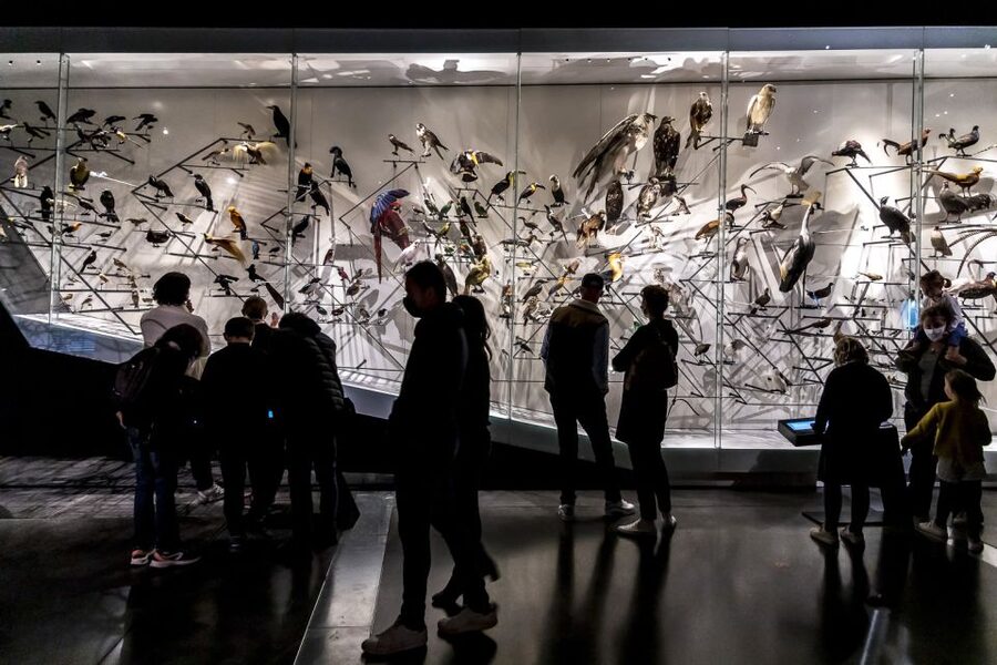 Lyon: Musée des Confluences Entrance Ticket - A Museum at the Rhône–Saône Confluence That You’ll Actually Want to Explore