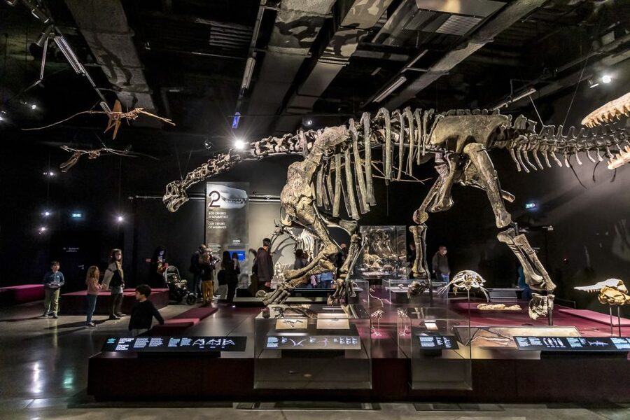 Lyon: Musée des Confluences Entrance Ticket - The big “wow” objects you’ll want early