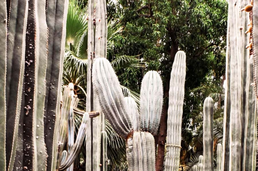 Marrakech: Majorelle Garden, YSL, and Berber Museum Entry - Key things to know before you go