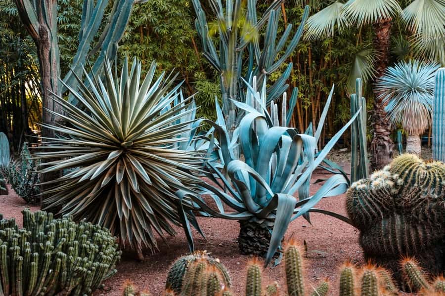 Marrakech: Majorelle Garden, YSL, and Berber Museum Entry - Is the $58 Combo Ticket Smart Value?