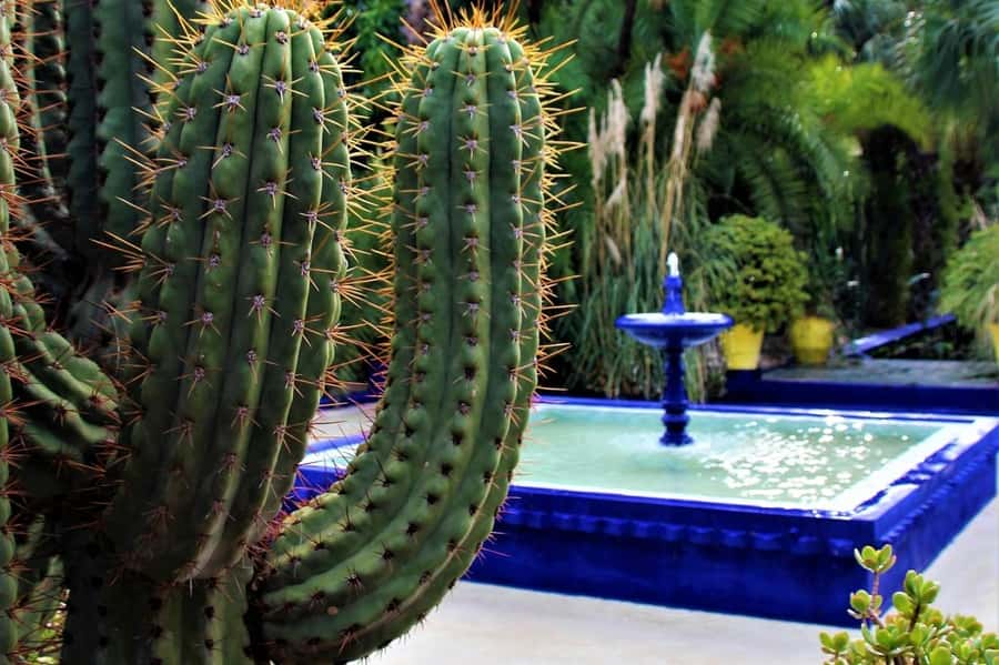 Marrakech: Majorelle Garden, YSL, and Berber Museum Entry - Jardin Majorelle: Calm Gardens, a Cubist Villa, and a One-Way Feel