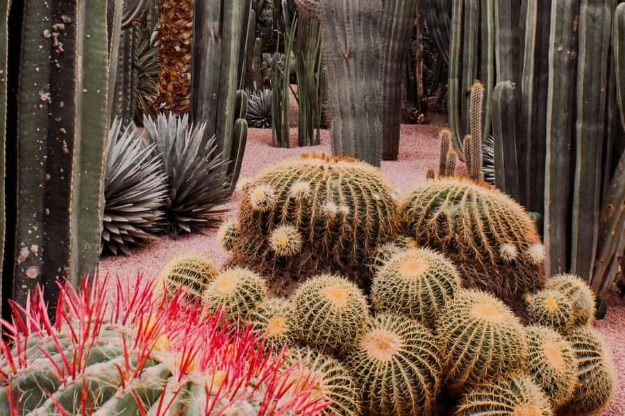 Marrakech: Majorelle Garden, YSL, and Berber Museum Entry - Walking Time, Crowds, and When the Queue Feels Painful
