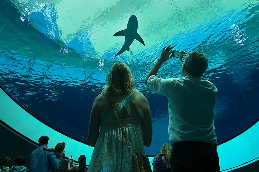 Miami: Frost Museum of Science and Planetarium Entry Ticket - The aquarium levels: stingrays, hammerheads, jellyfish, and that “wow” factor