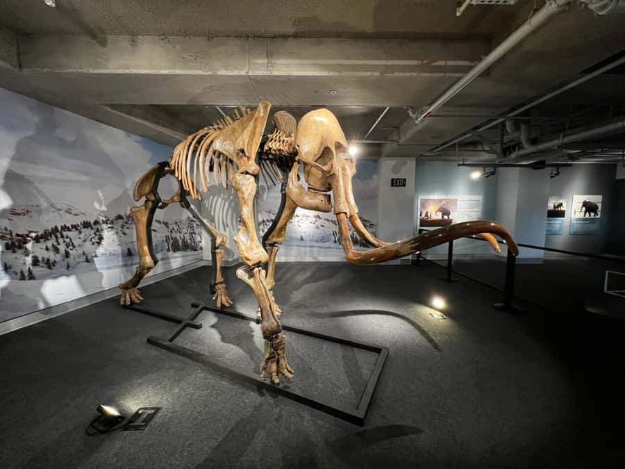 Miami: Frost Museum of Science and Planetarium Entry Ticket - Price and value: is $30 fair for Miami’s Frost Museum?