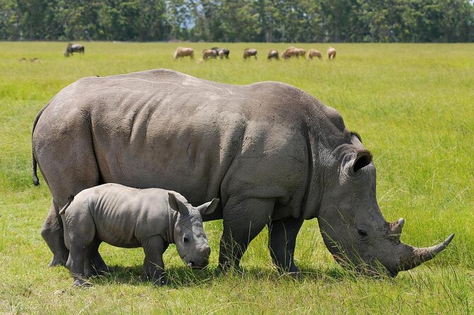 Nairobi National Park,Giraffe Centre, Karen Blixen Museum. - Key highlights at a glance