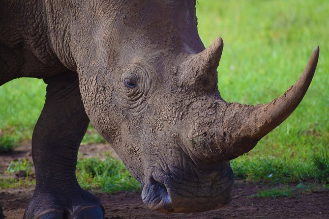 Nairobi National Park,Giraffe Centre, Karen Blixen Museum. - One fast safari morning: starting at 6:00am