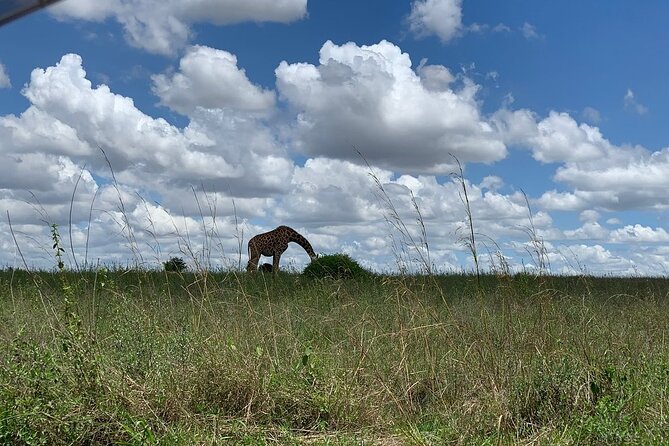 Nairobi National Park,Giraffe Centre, Karen Blixen Museum. - Giraffe Centre: conservation learning with a hands-on feel