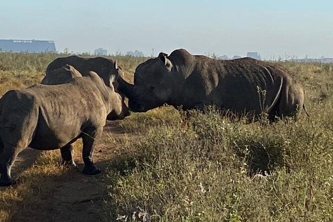 Nairobi National Park,Giraffe Centre, Karen Blixen Museum. - Karen Blixen Museum: a culture pause after animals