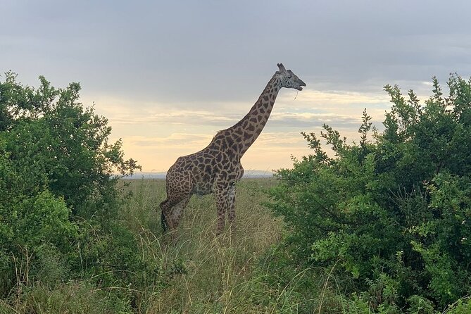 Nairobi National Park,Giraffe Centre, Karen Blixen Museum. - Comfort and transport: the air-conditioned minivan with a view