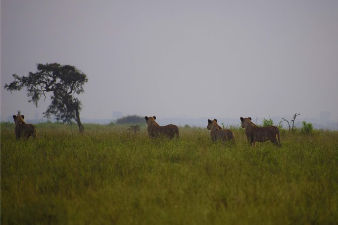 Nairobi National Park,Giraffe Centre, Karen Blixen Museum. - Price and tickets: what you’re really paying for