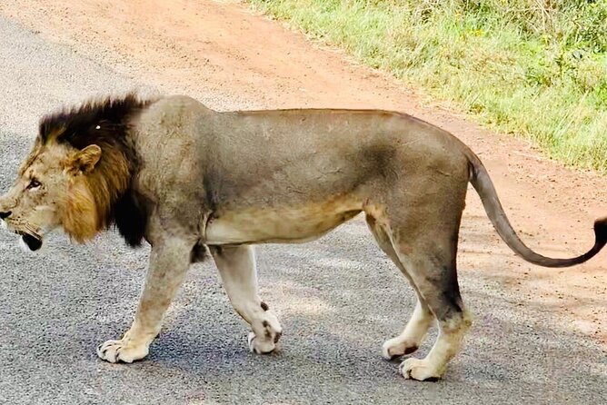 Nairobi National Park,Giraffe Centre, Karen Blixen Museum. - Pickup, timing, and the reality of ending around 1:00pm