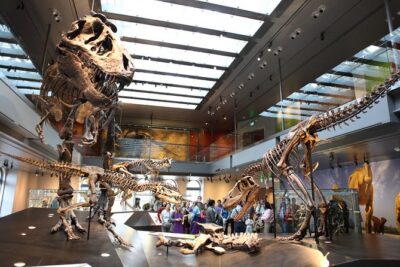 Natural History Museum of Los Angeles County Admission - Beyond Dinosaurs: 65 Million Years of Evolution