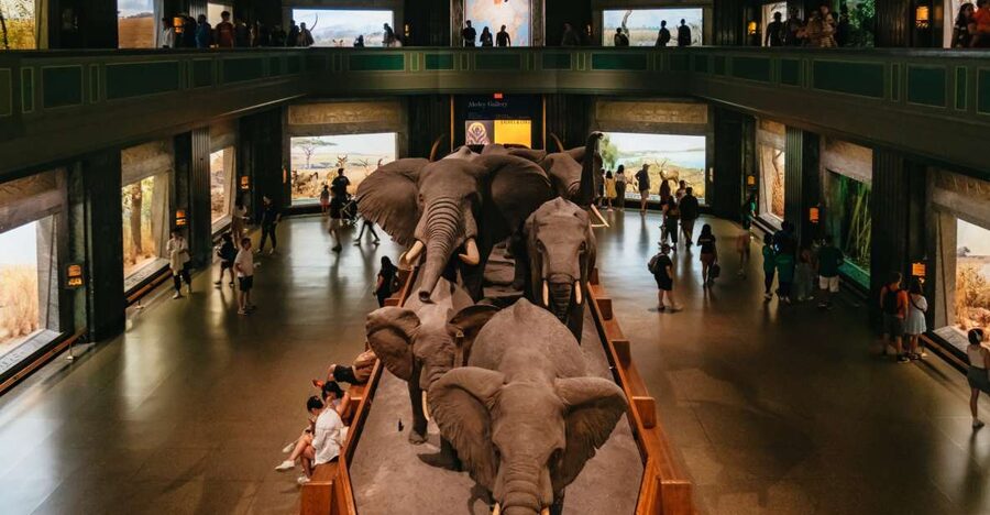 New York City: American Museum of Natural History Ticket - Key points to know before you go