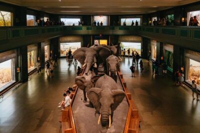 New York City: American Museum of Natural History Ticket - Price and value: what $37 really buys you (and what it doesn’t)