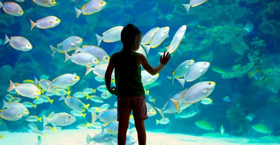 Oceanographic Museum of Monaco Ticket - Key Things I’d Prioritize