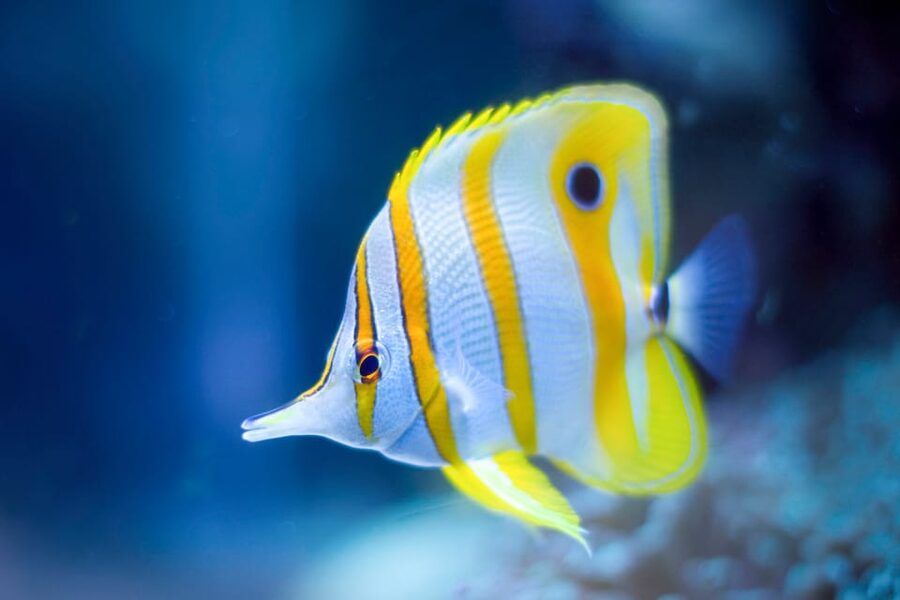 Oceanographic Museum of Monaco Ticket - Mediterranean and Tropical Species: Why That Mix Matters
