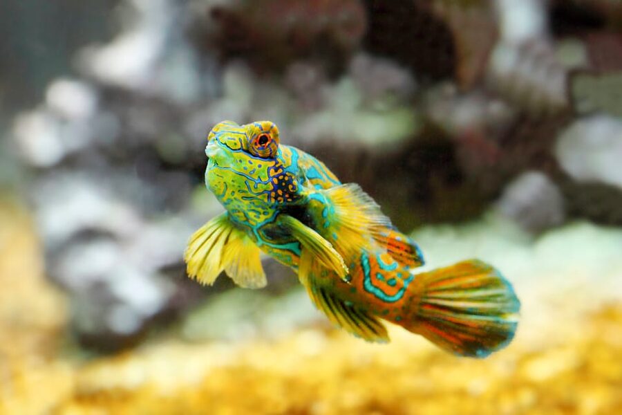 Oceanographic Museum of Monaco Ticket - The Star Section for the Present: MEDITERRANEE 2050