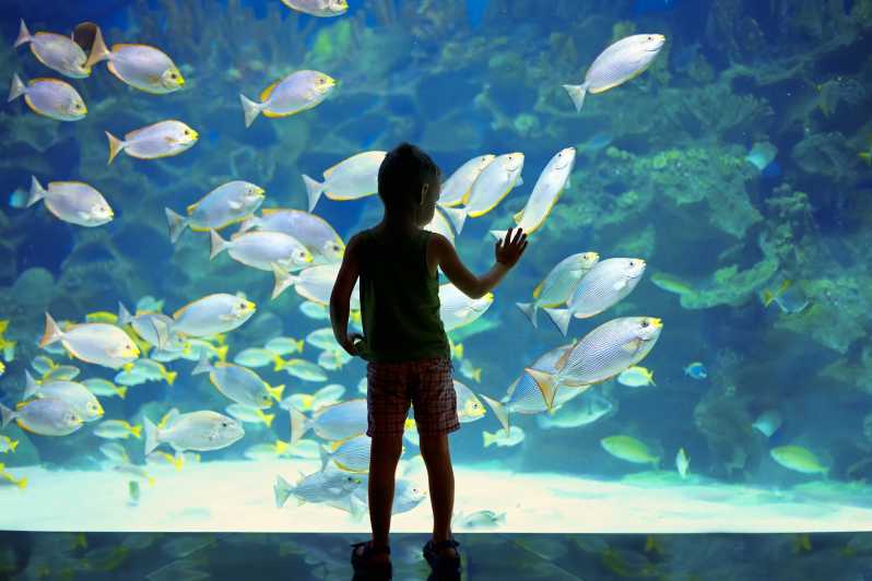Oceanographic Museum of Monaco Ticket - Oceanographic Museum of Monaco: What You’re Actually Getting