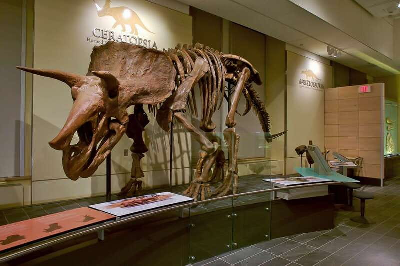 Ottawa: Canadian Museum of Nature Admission - Other immersive moments: stories, sound, and exhibits that keep moving