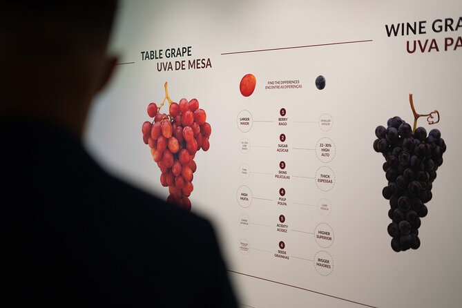 Porto: Wine Experience Museum with 3 Wine Tastings - Price and Value: What $30.23 Really Buys