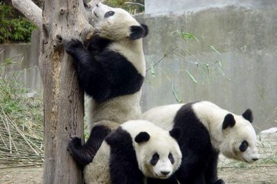 Private Chengdu Day Tour: Giant Pandas and Jinsha Site Museum - Chengdu Research Base of Giant Panda Breeding: Care work you can actually see