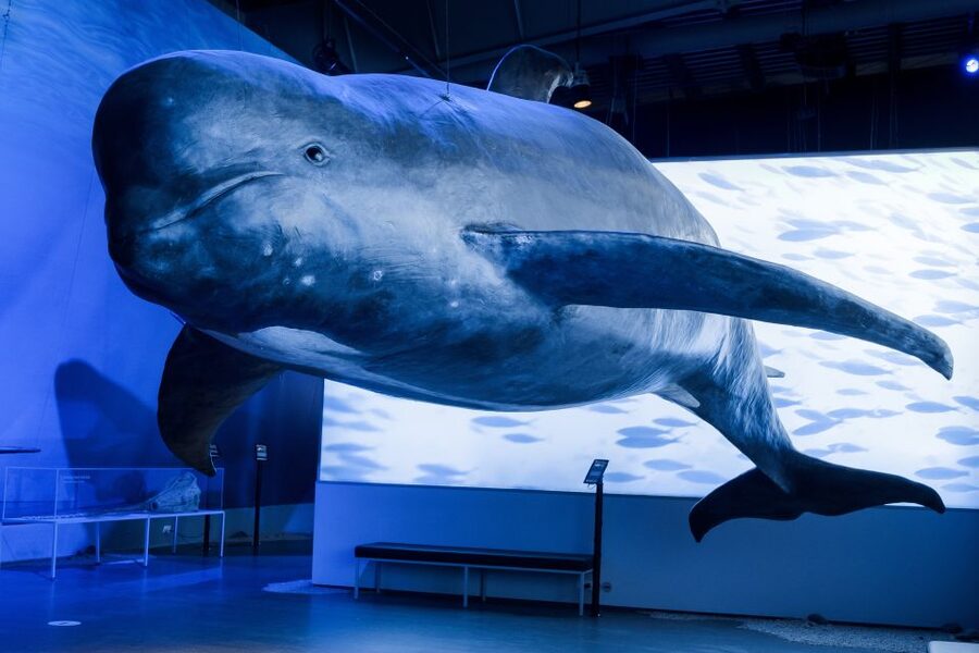 Reykjavik: Whales of Iceland Museum Entrance Ticket - Key things to know before you go