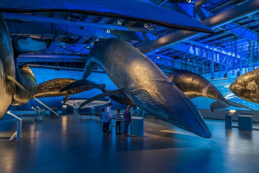 Reykjavik: Whales of Iceland Museum Entrance Ticket - Interactive exhibits: learning that sticks