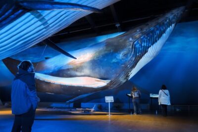 Reykjavik: Whales of Iceland Museum Entrance Ticket - What you’ll see: 23 whale species, plus more