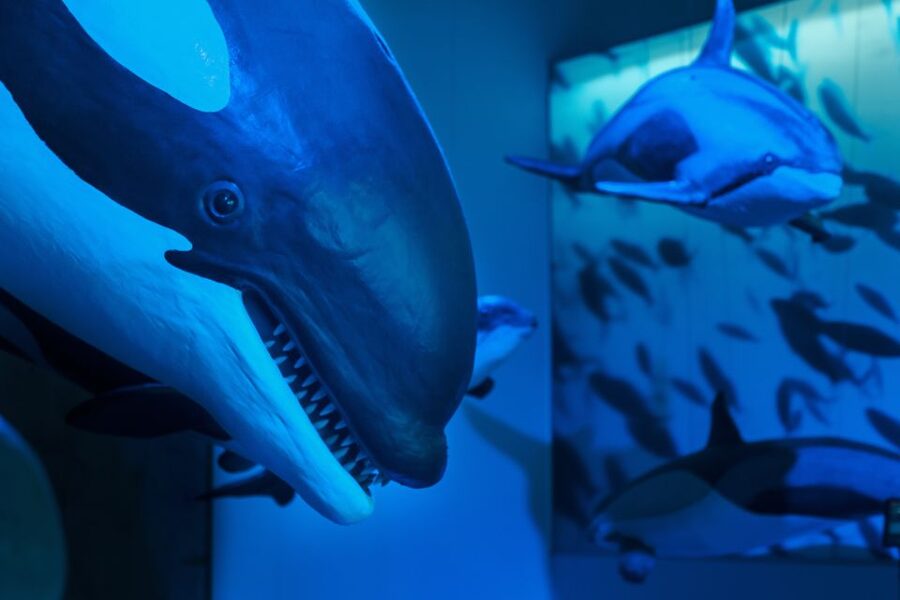 Reykjavik: Whales of Iceland Museum Entrance Ticket - The Fin Whale Theatre: documentaries included