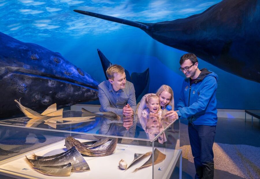 Reykjavik: Whales of Iceland Museum Entrance Ticket - Location and logistics that make it easier